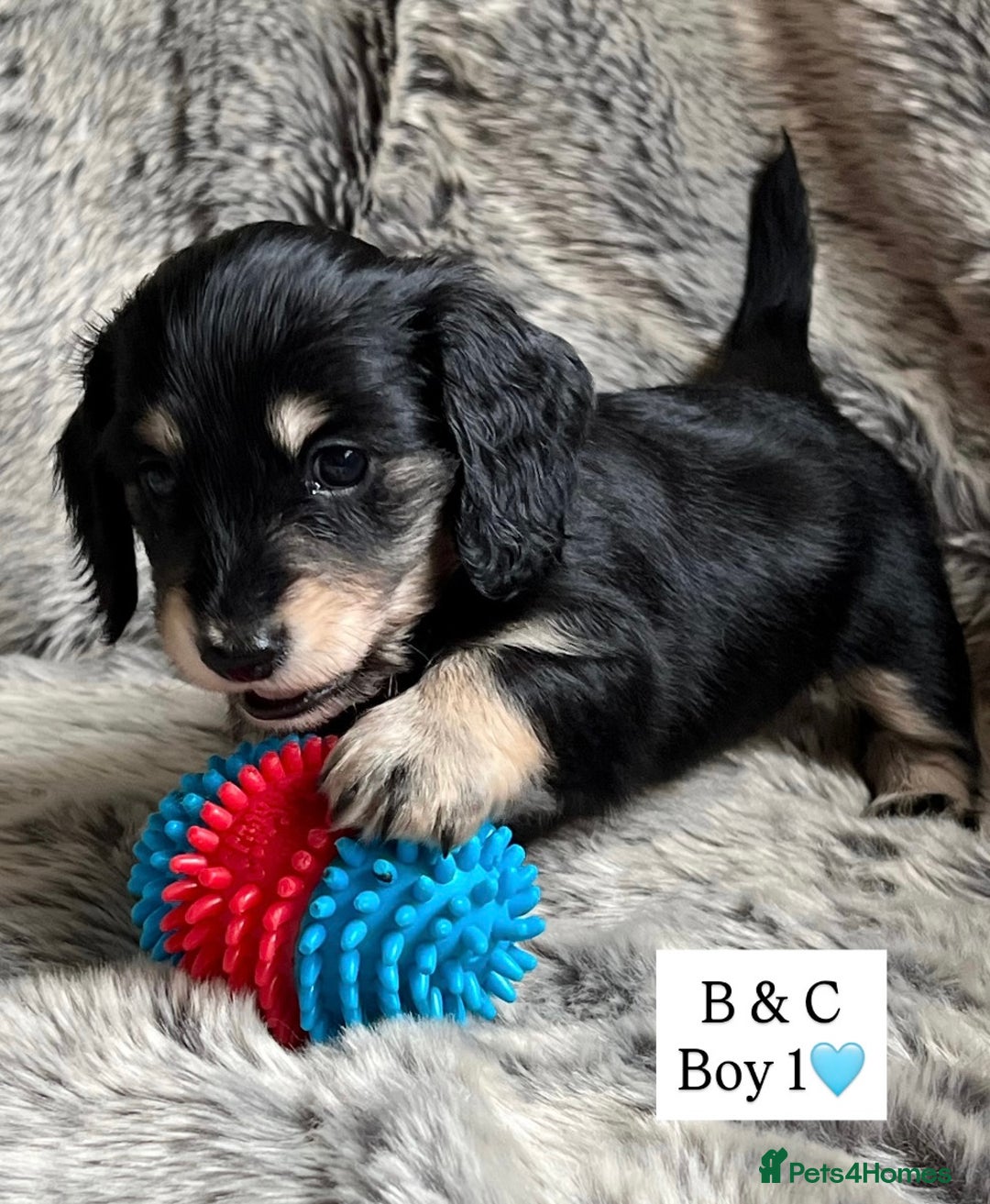 Miniature Dachshund dogs for sale: LONGHAIRED MINIATURE CREAM PUPPIES🐾🩵 - Image 5