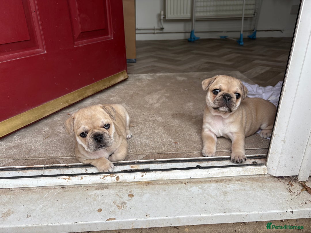 Frug dogs for sale: Girl frug ready to go to her forever home - Image 14