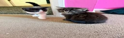 Mixed Breed cats for sale: Kittens for sale  - Advert 4