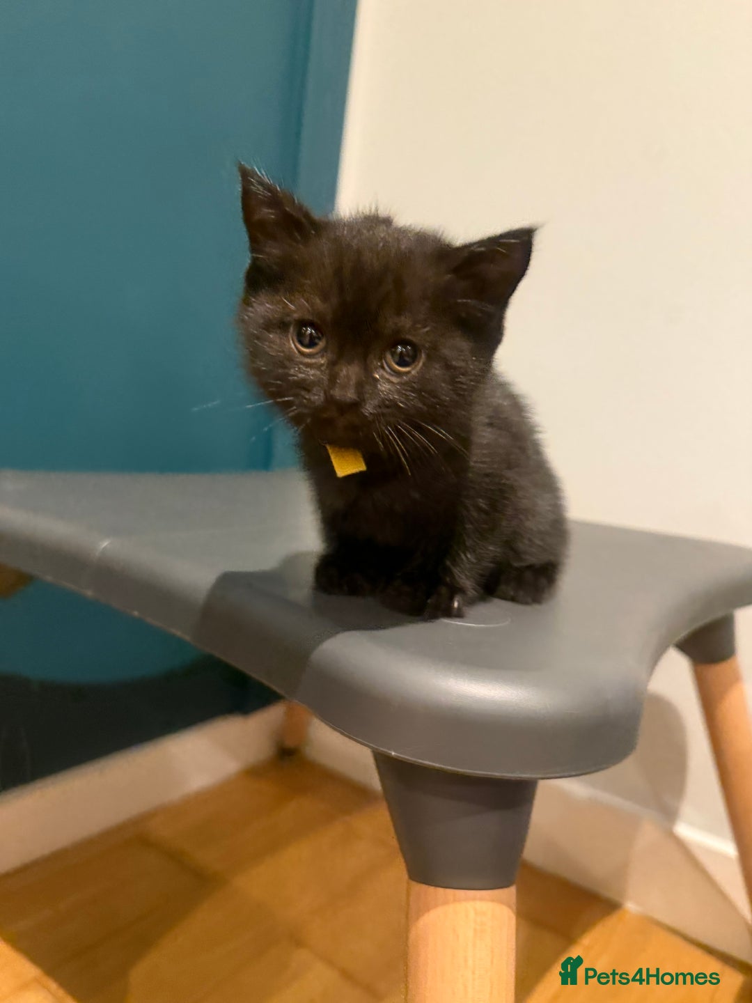 Scottish Fold cats for sale: Scottish Fold Kittens  - Image 8