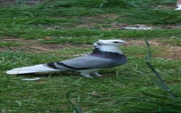 Mixed Breed poultry for sale: Lots of mixed pigeons for sale - Image 2