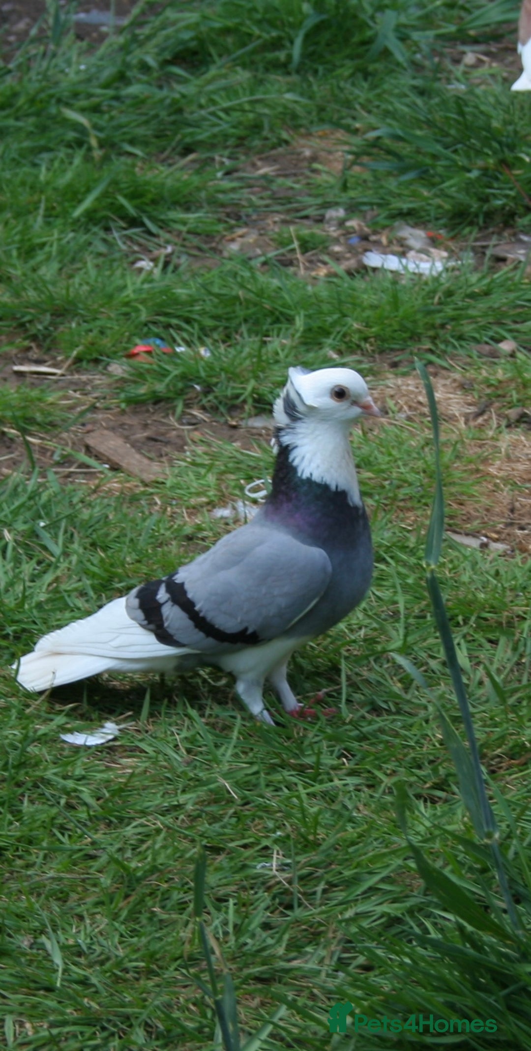Mixed Breed poultry for sale: Lots of mixed pigeons for sale - Image 2