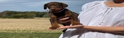 Dobermann dogs for sale: Beautiful, Healthy Doberman Puppies  - Advert 9