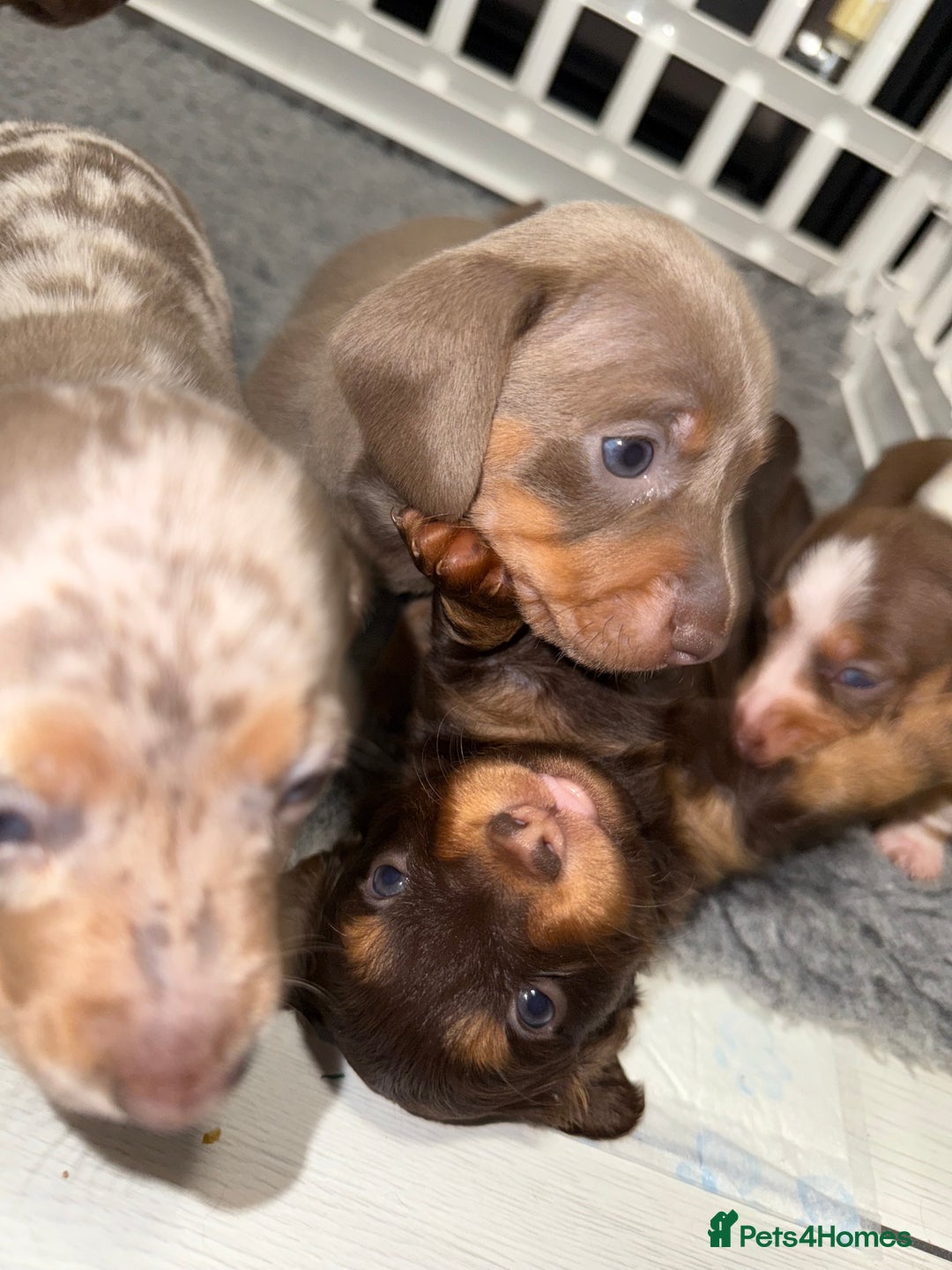 Miniature Dachshund dogs for sale: !!Beautiful Mini Dachshunds!! - Advert 3