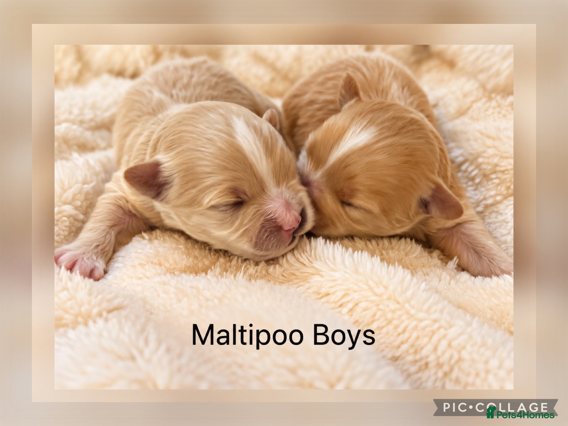 Maltipoo dogs Beautiful Maltipoo’s  - Advert 1