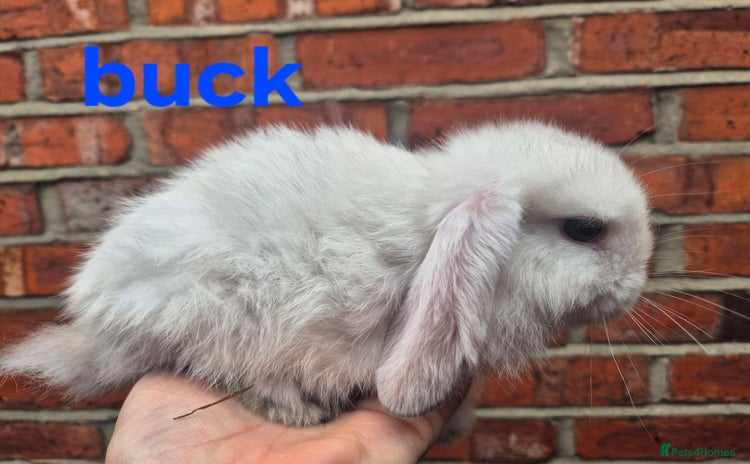 Mini Lop rabbits - Advert 14
