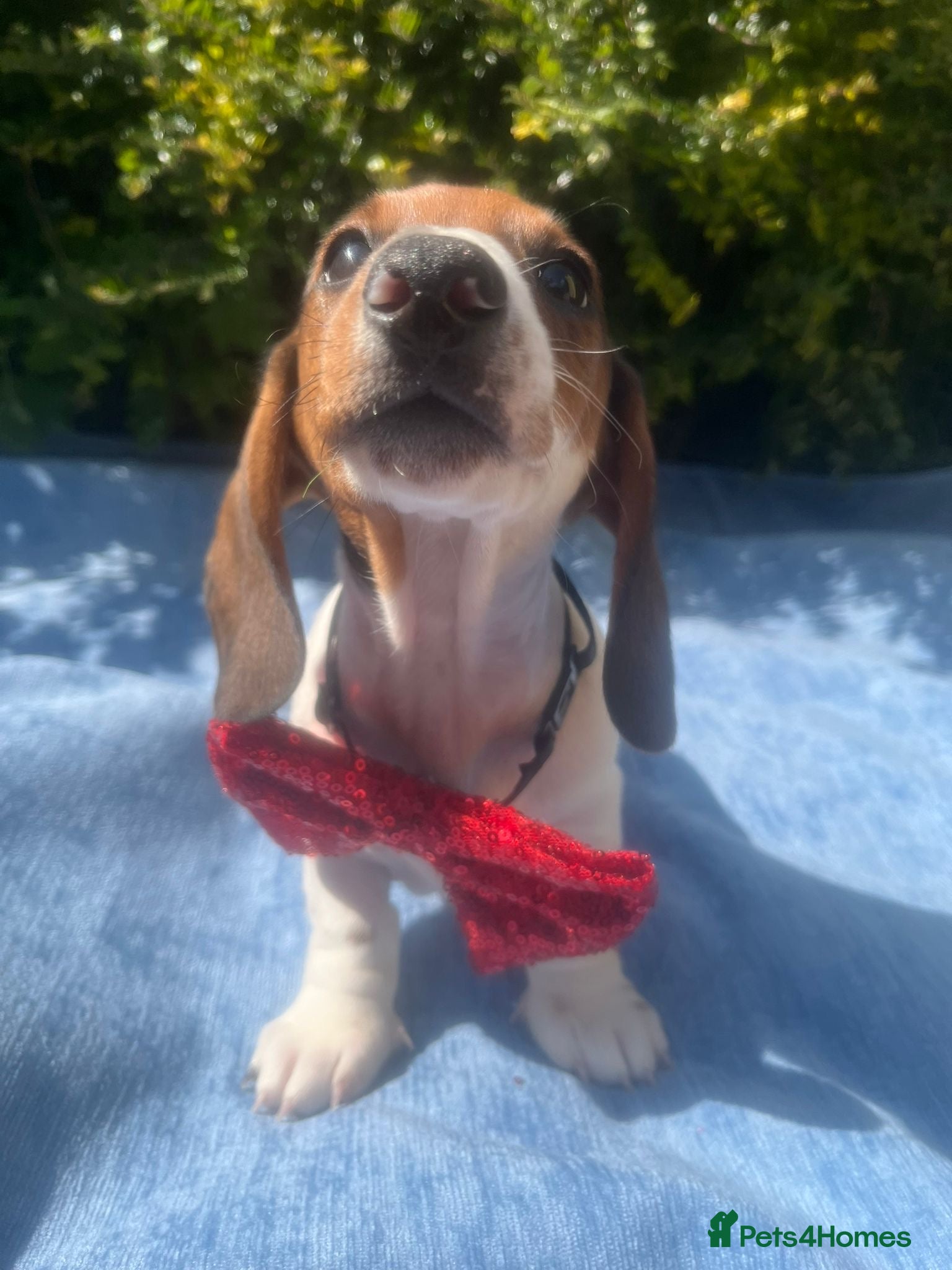 Miniature Dachshund dogs Beautiful Pedigree Miniature Dachshunds - Advert 2