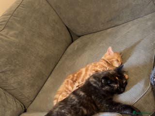 Ragdoll cats 4 Adorable Ragdoll x Persian Kittens Ready To Go‼️ - Advert 3