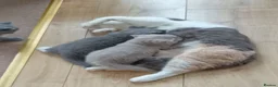 British Shorthair cats for sale: Gorgeous British short-hair kittens  - Advert 9
