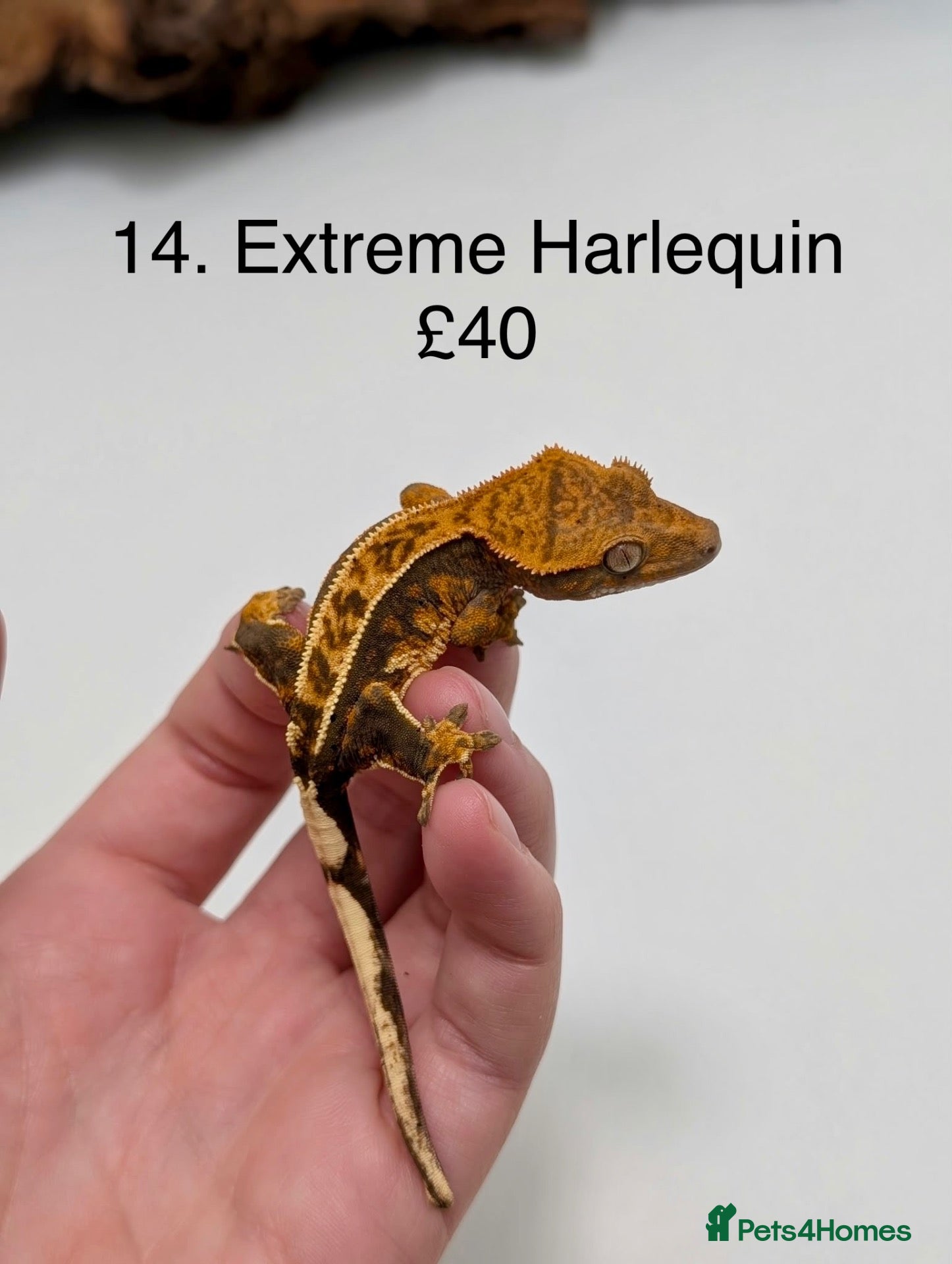 Gecko reptiles for sale: Stunning Mixed Morph Crested Gecko Babies! - Advert 12