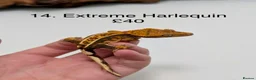 Gecko reptiles for sale: Stunning Mixed Morph Crested Gecko Babies! - Advert 12