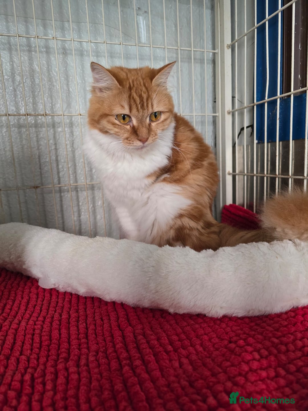 Persian cats for adoption: Super Loving Tripod Girl - Image 3