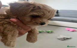 Maltipoo dogs for sale: Beautiful Tiny Maltipoo 3 girls 1 boy  - Image 11