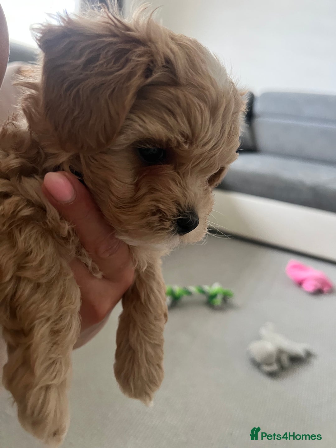 Maltipoo dogs for sale: Beautiful Tiny Maltipoo 3 girls 1 boy  - Image 11