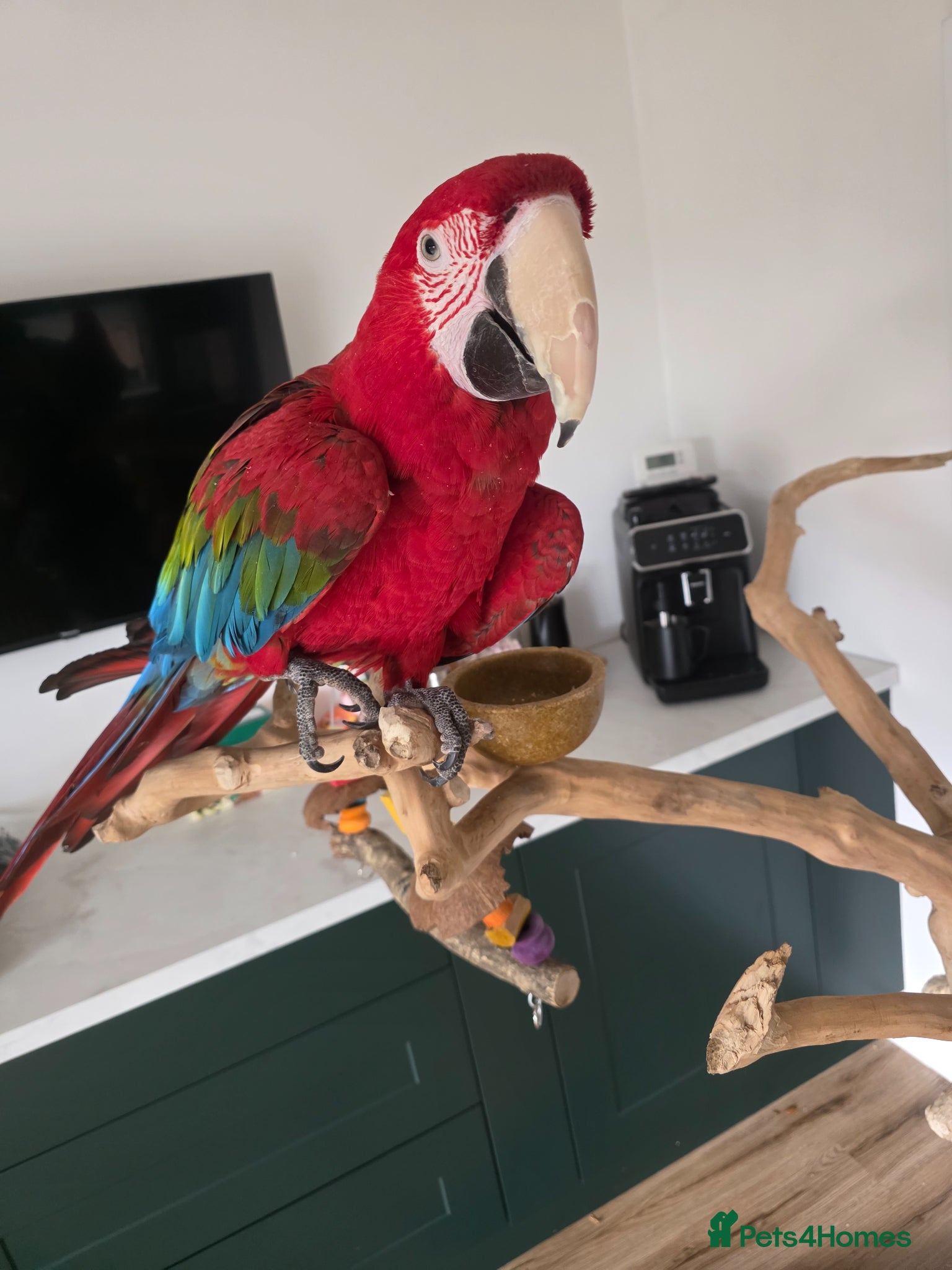 Macaws birds Green wing macaw  - Advert 1