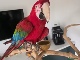 Macaws birds Green wing macaw - Advert 1