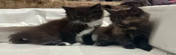 Mixed Breed cats for sale: Beautiful long haired female kittens - Advert 9