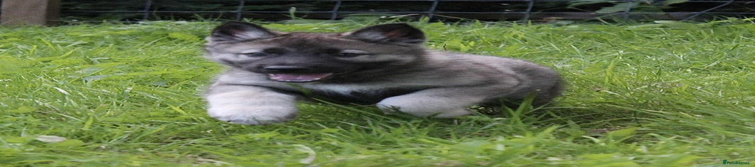 Utonagan Puppy 1