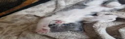 British Shorthair cats for sale: Beautiful blue little girl  - Advert 14