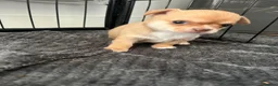 Chihuahua dogs for sale: Chihuahua puppies 2 boys kc registered  - Advert 17
