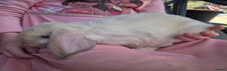 Mini Lop rabbits for sale: Gorgeous mini lop kits ready for new homes - Advert 5