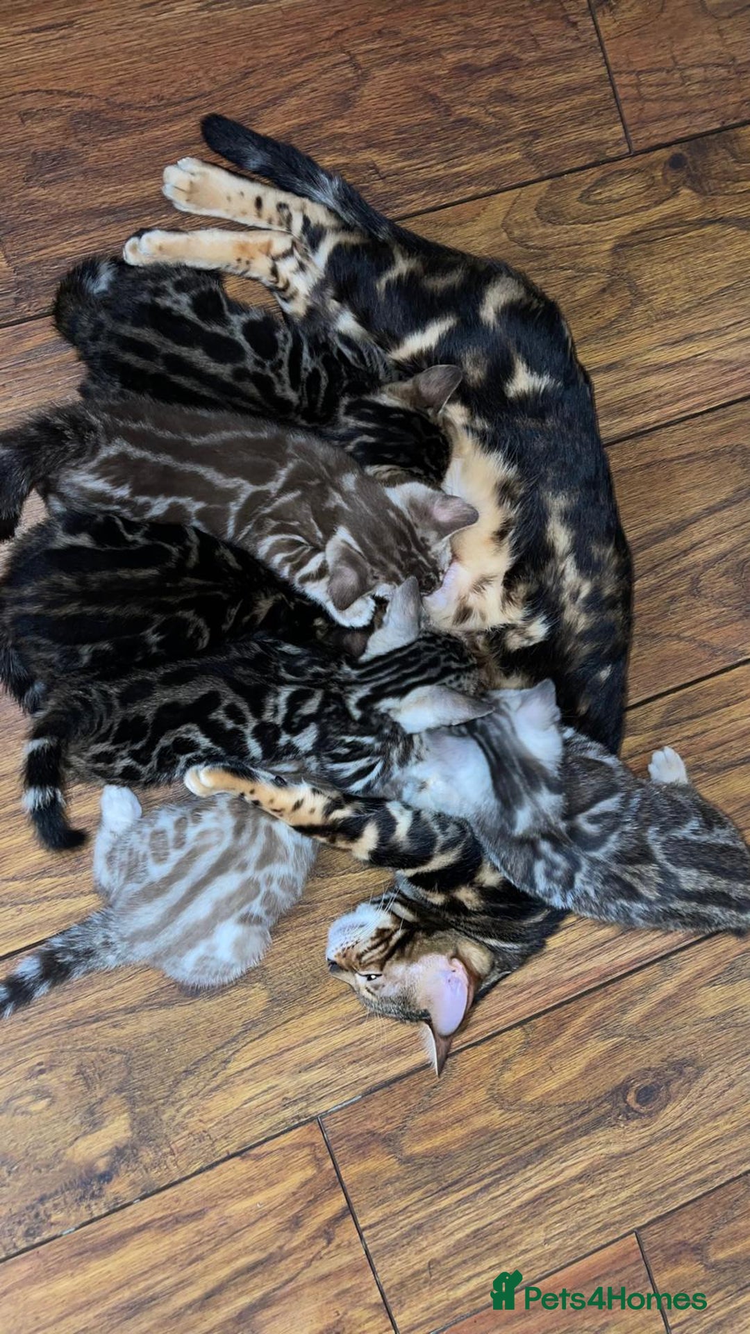 Bengal cats for sale: 🏡Gorgeous Bengal Kittens–Ready for Reservation 🐾 - Image 1