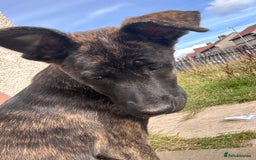 Mixed Breed dogs for sale: One puppy left, Cane Corso X Japanese Akita - Image 5