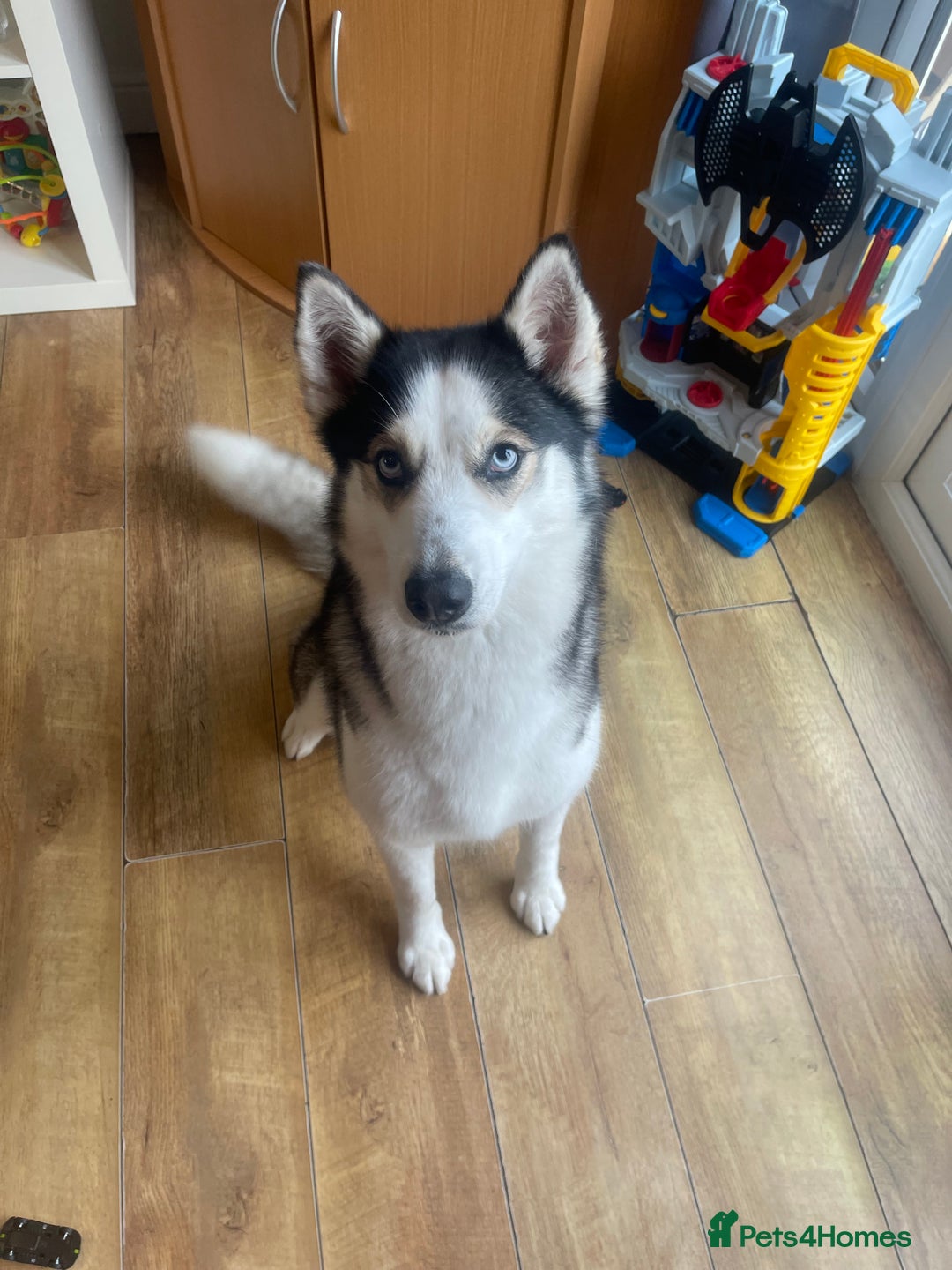 Siberian Husky dogs for sale: 4 year old Siberian  husky  - Advert 3