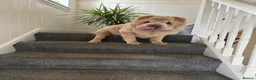 Shar Pei dogs for sale: Top quality bear coat shar pies for sale  - Advert 30