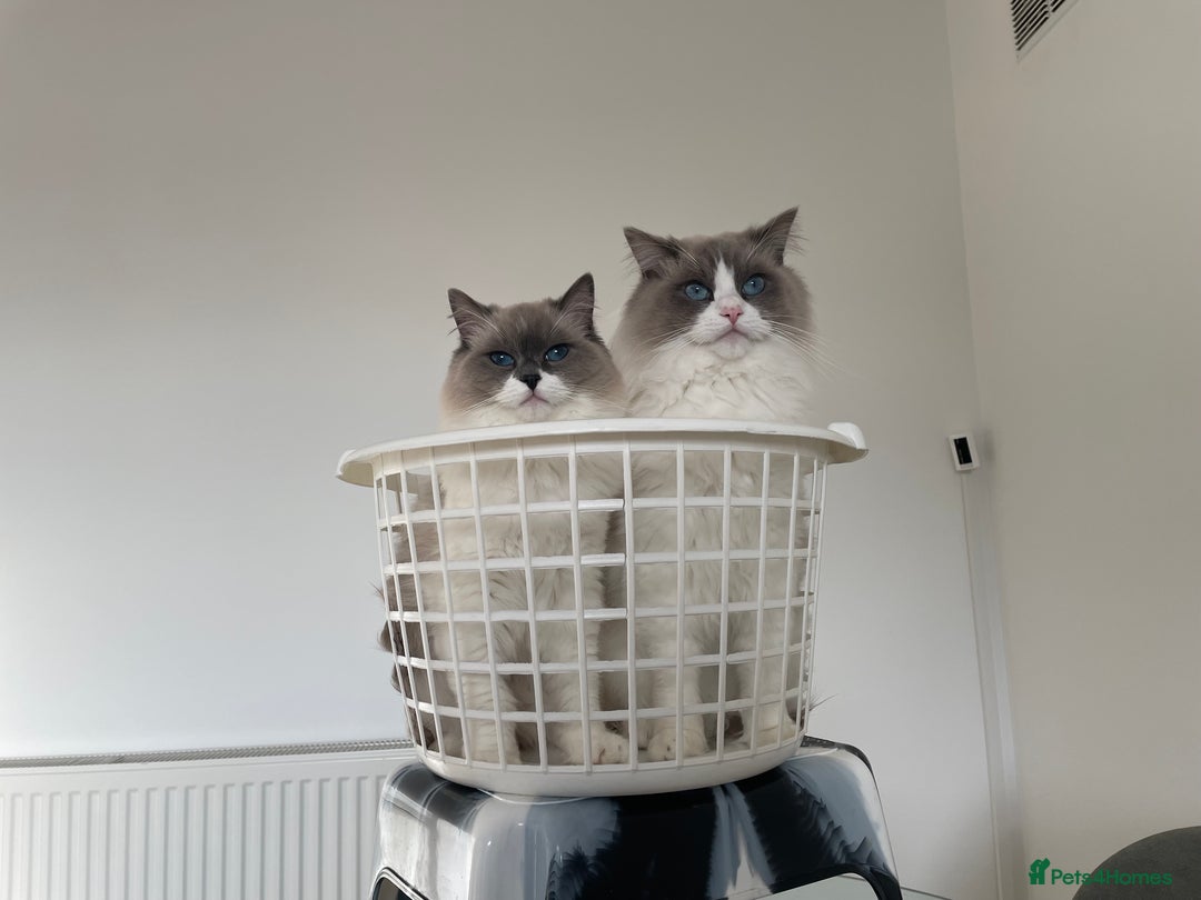 Ragdoll cats for sale: Brother Sister Ragdolls for Rehoming  - Image 6