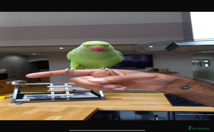 Parrots birds - Advert 2