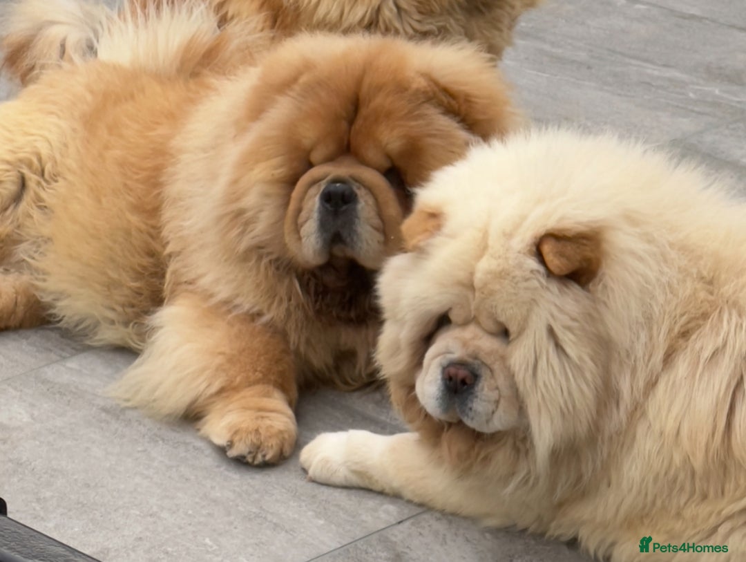 Chow Chow dogs for sale: 🧸🧸Beautiful chow chow puppies 🧸🧸 - Advert 5