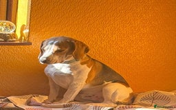 Beagle dogs for sale: 10 month old beagle for sale  - Image 1