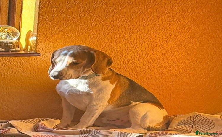 Beagle dogs - Advert 1