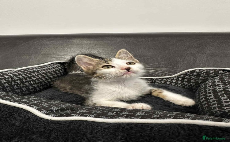 Mixed Breed cats - Advert 10