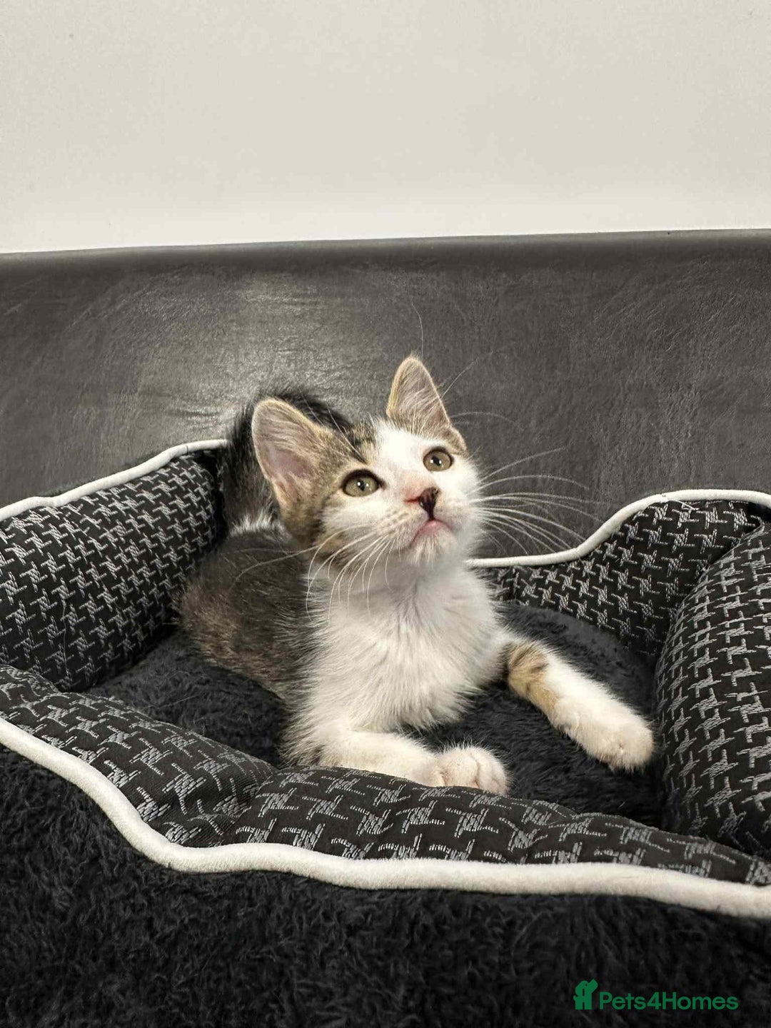 Mixed Breed cats for adoption: Henry for adoption - Image 1