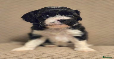 Cavapoo dogs - Advert 11