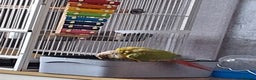 Parrots birds for sale: 2 Green Cheek Conures & cage - Advert 6