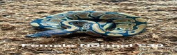 Python Snake reptiles for sale: Royal Pythons Various Ones Available  - Advert 6