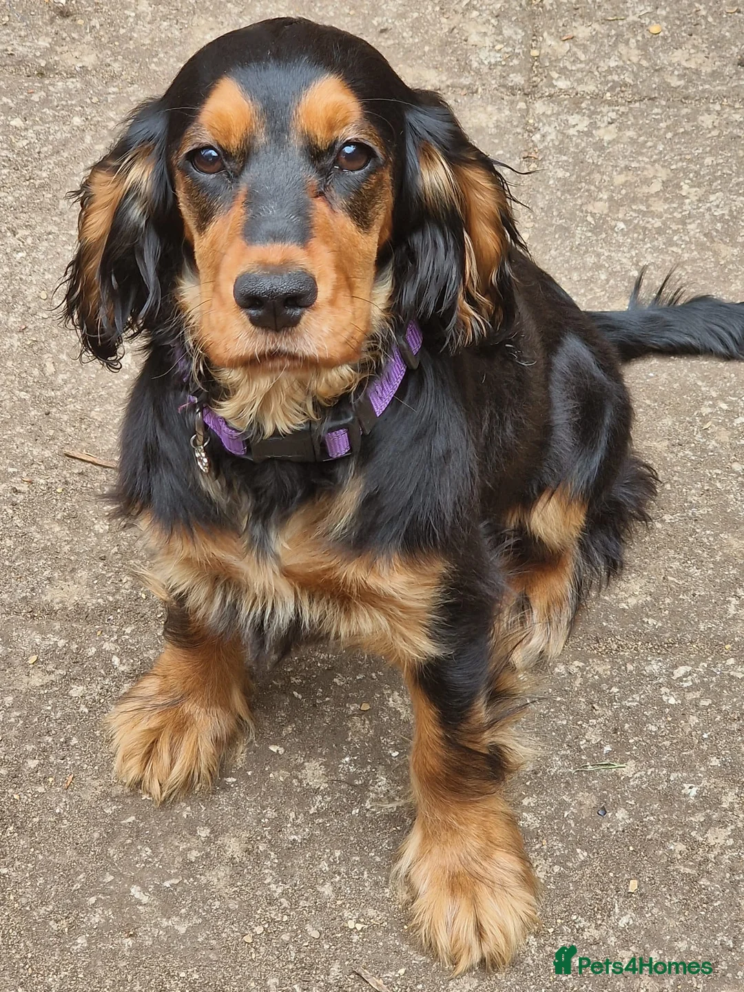 Cocker Spaniel dogs for sale: Meet Lilo looking for her new forever home - Advert 2