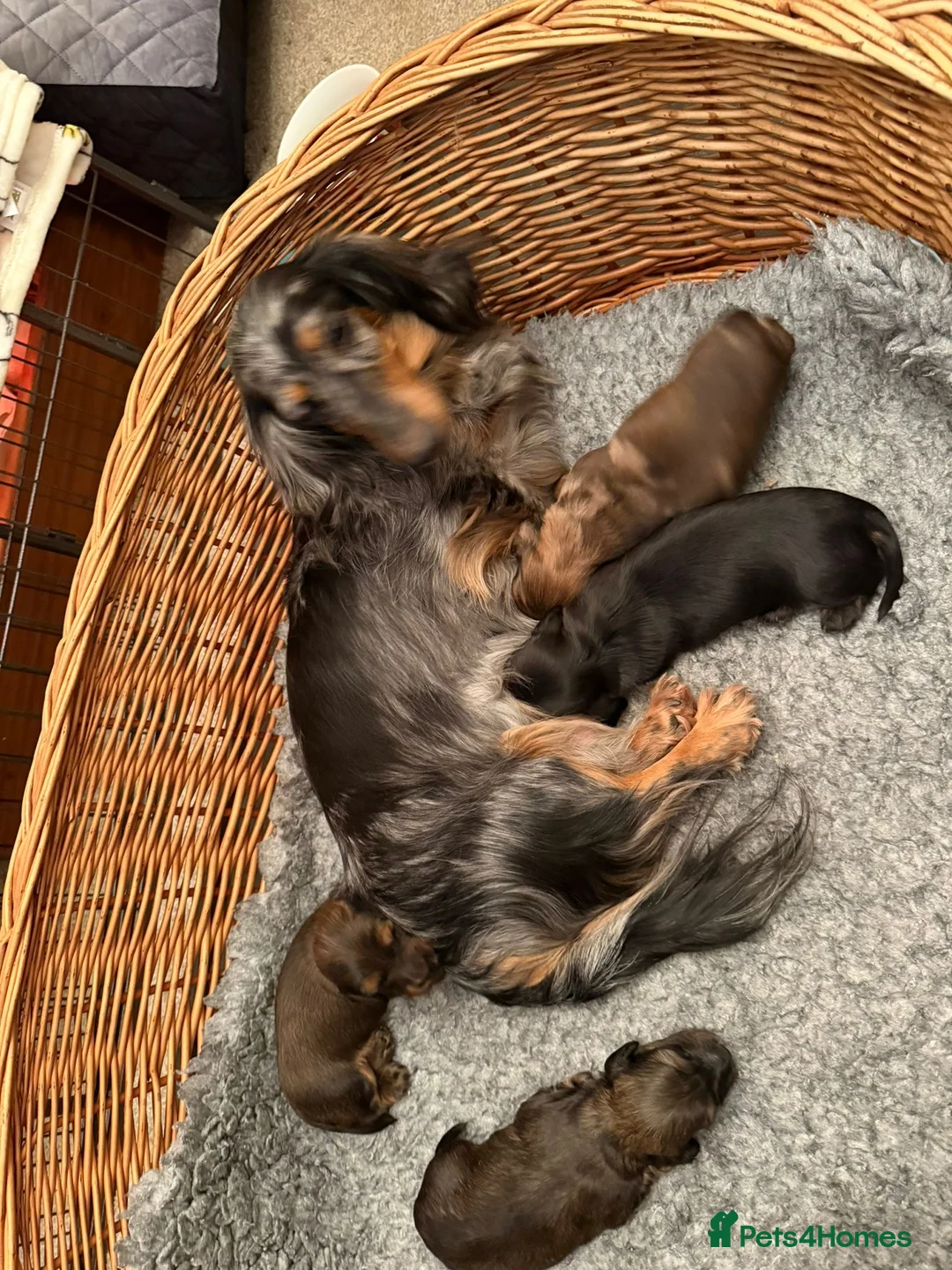 Miniature Dachshund dogs for sale: Adorable playful puppies - Advert 9