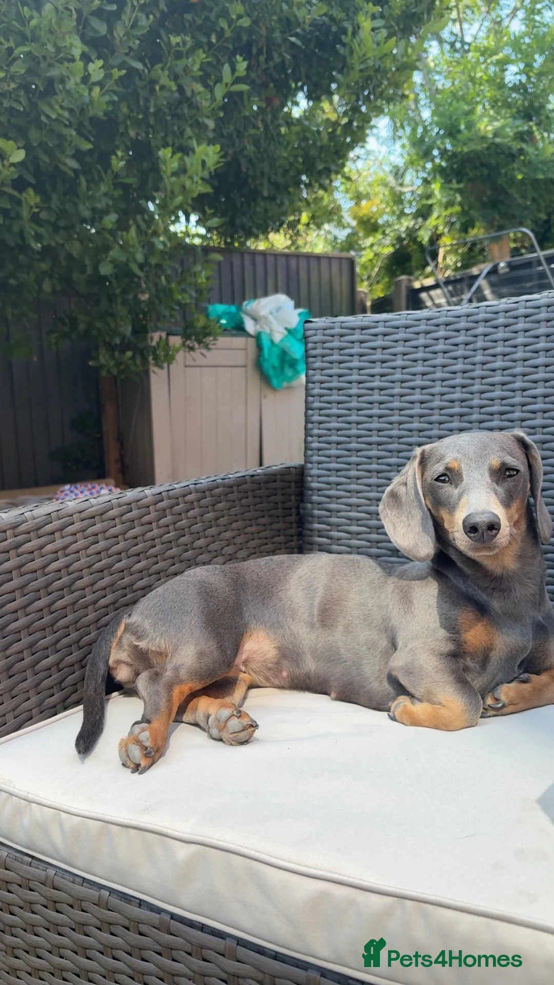 Miniature Dachshund dogs for sale: Rehoming  - Advert 3