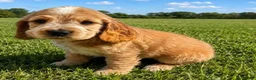 Cocker Spaniel dogs for sale: Show Type Cocker Spaniels  - Advert 1