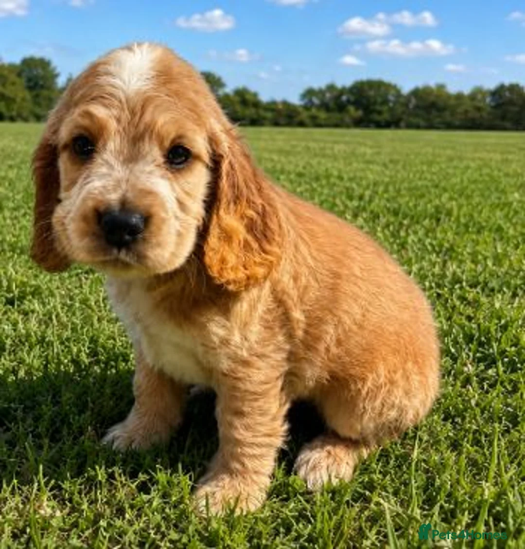 Cocker Spaniel dogs for sale: Show Type Cocker Spaniels  - Advert 1