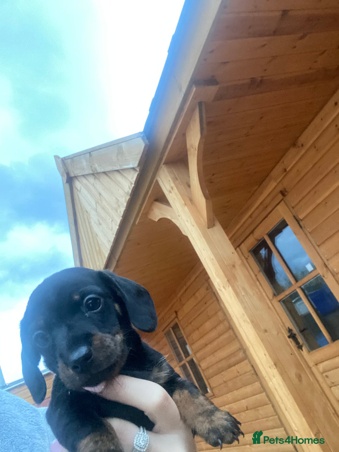 Miniature Dachshund dogs for sale: Miniature Dachshund 🌟4 BOYS🌟 - Image 4