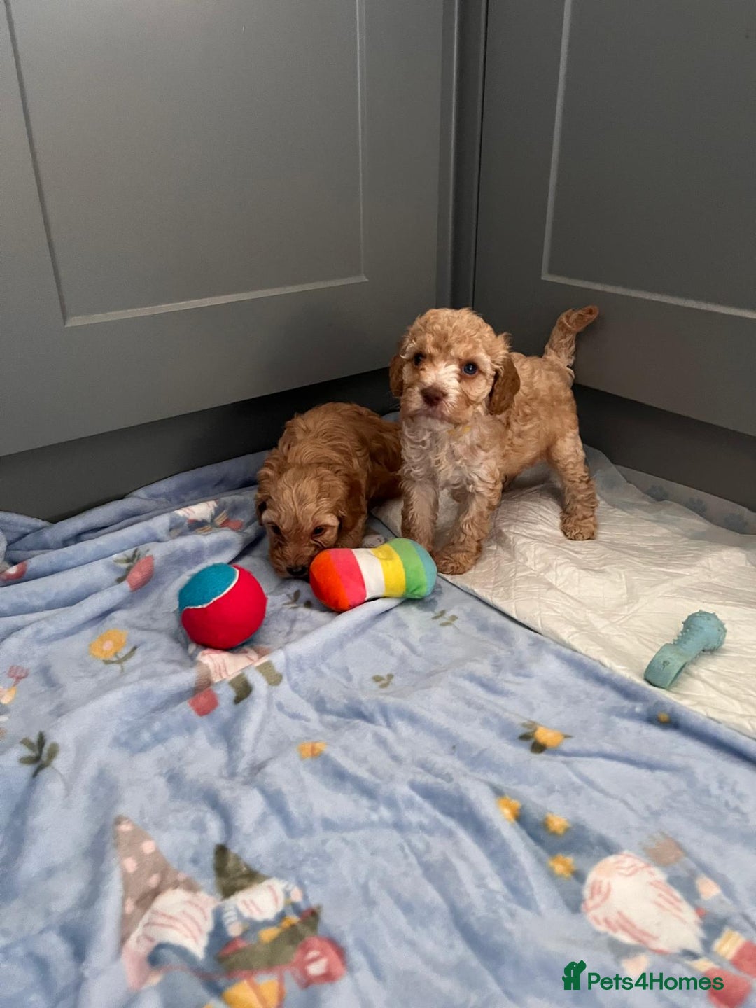 Cavapoo dogs for sale: * Cavapoo Boys available * - Image 11