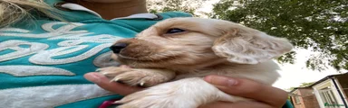 Cocker Spaniel 2