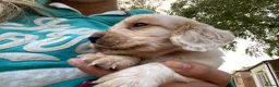 Cocker Spaniel dogs for sale: Working Cocker Spaniels  in Preston - Advert 9