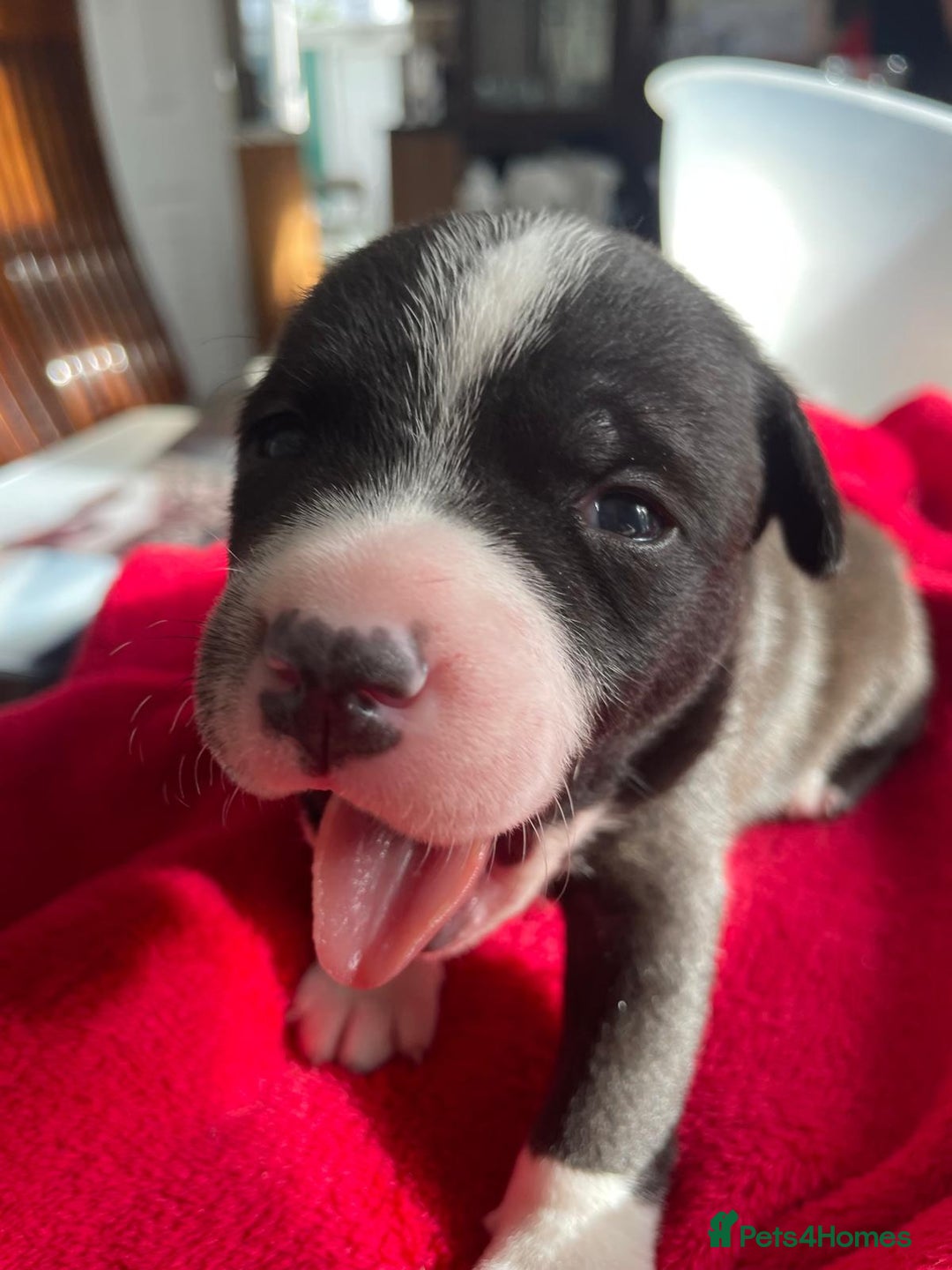 Staffordshire Bull Terrier dogs for sale: Mariusz  - Image 29