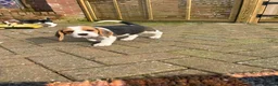 Beagle dogs for sale: Stunning beagle puppies  - Advert 10